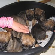 Border terrier Lutra´s Jamaica 