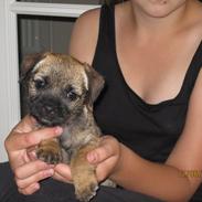 Border terrier Lutra´s Jamaica 