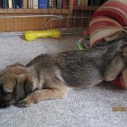 Border terrier Lutra´s Jamaica 