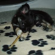 Chihuahua Freya RIP 8/9-17