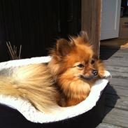 Blanding af racer Maggie