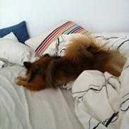 Blanding af racer Maggie