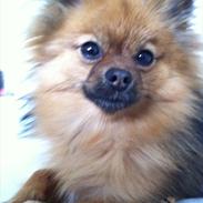 Blanding af racer Maggie