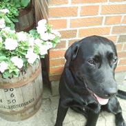 Labrador retriever Sofus Krølben