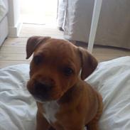 Staffordshire bull terrier Miko