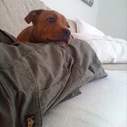 Staffordshire bull terrier Miko