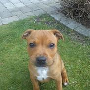 Staffordshire bull terrier Miko