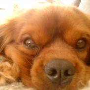 Cavalier king charles spaniel Charlie