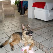 Schæferhund Lady