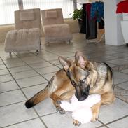 Schæferhund Lady