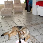 Schæferhund Lady