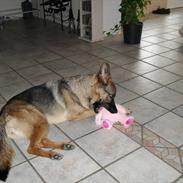 Schæferhund Lady