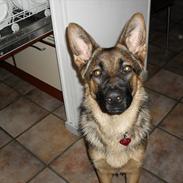 Schæferhund Lady