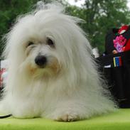 Coton de tulear Jegums Princess Becca