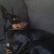 Engelsk toy terrier Lyrik som er så nylle