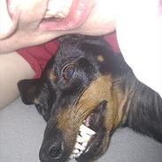 Engelsk toy terrier Lyrik som er så nylle