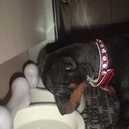 Engelsk toy terrier Lyrik som er så nylle