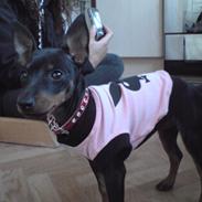 Engelsk toy terrier Lyrik som er så nylle