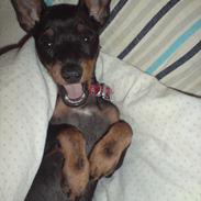 Engelsk toy terrier Lyrik som er så nylle