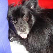 Pomeranian Nicky