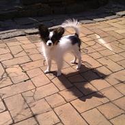 Papillon Frække Frederik