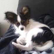 Papillon Frække Frederik