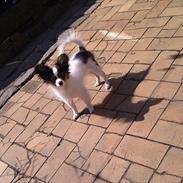 Papillon Frække Frederik