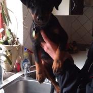 Tysk jagtterrier Alf