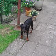 Tysk jagtterrier Alf