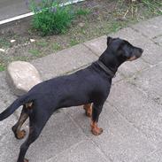 Tysk jagtterrier Alf