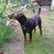 Tysk jagtterrier Alf