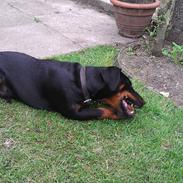 Tysk jagtterrier Alf