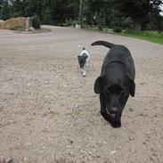 Labrador retriever Zenta<3