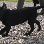 Labrador retriever Dolly