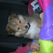 Shetland sheepdog Silas (be my Bobby)