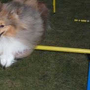 Shetland sheepdog Silas (be my Bobby)