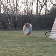 Shetland sheepdog Silas (be my Bobby)