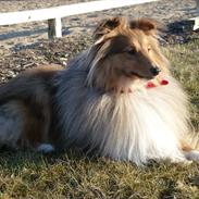Shetland sheepdog Silas (be my Bobby)