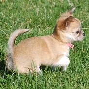 Chihuahua *Chihuanas hailie jade* (Fiona)