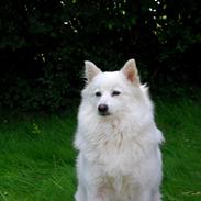 Japansk spids Grazy Daisy - R.I.P. :'( <3