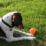 Dansk svensk gaardhund SACHA