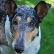 Collie korthåret Taiko