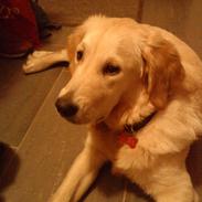 Golden retriever Ada