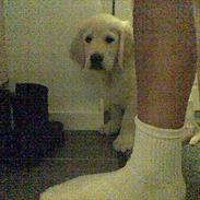 Golden retriever Ada