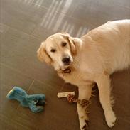 Golden retriever Ada