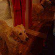 Golden retriever Ada