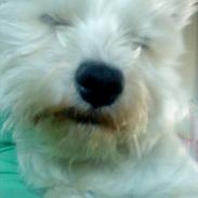 West highland white terrier Tessa