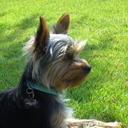 Yorkshire terrier Morris