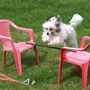 Chinese crested powder puff Xakira