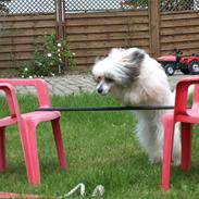 Chinese crested powder puff Xakira